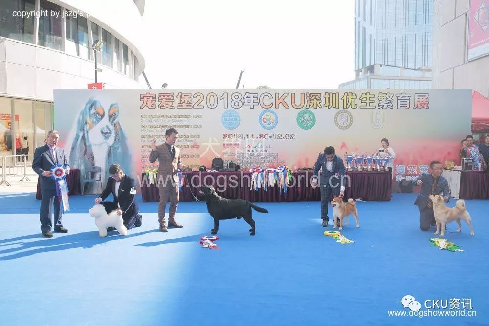 唐狗上热搜之后：你对中国原生犬了解多少？-2.jpeg