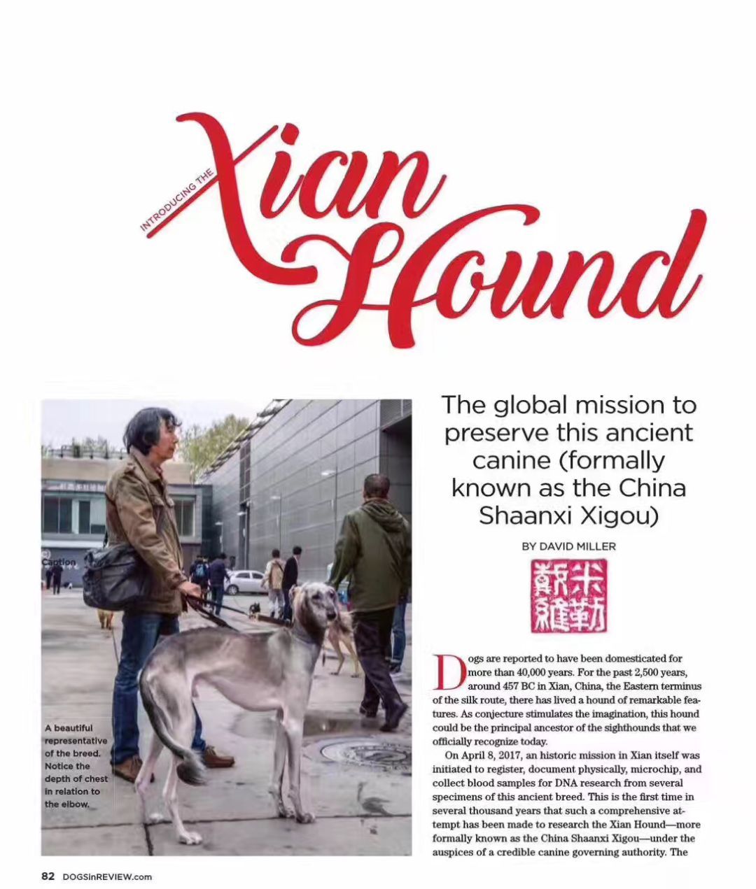 唐狗上热搜之后：你对中国原生犬了解多少？-10.jpeg