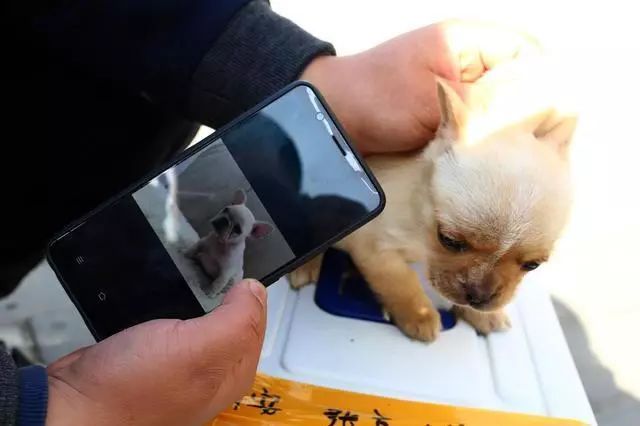 繁殖者最常说的一句话：”好狗不便宜。“-1.jpeg