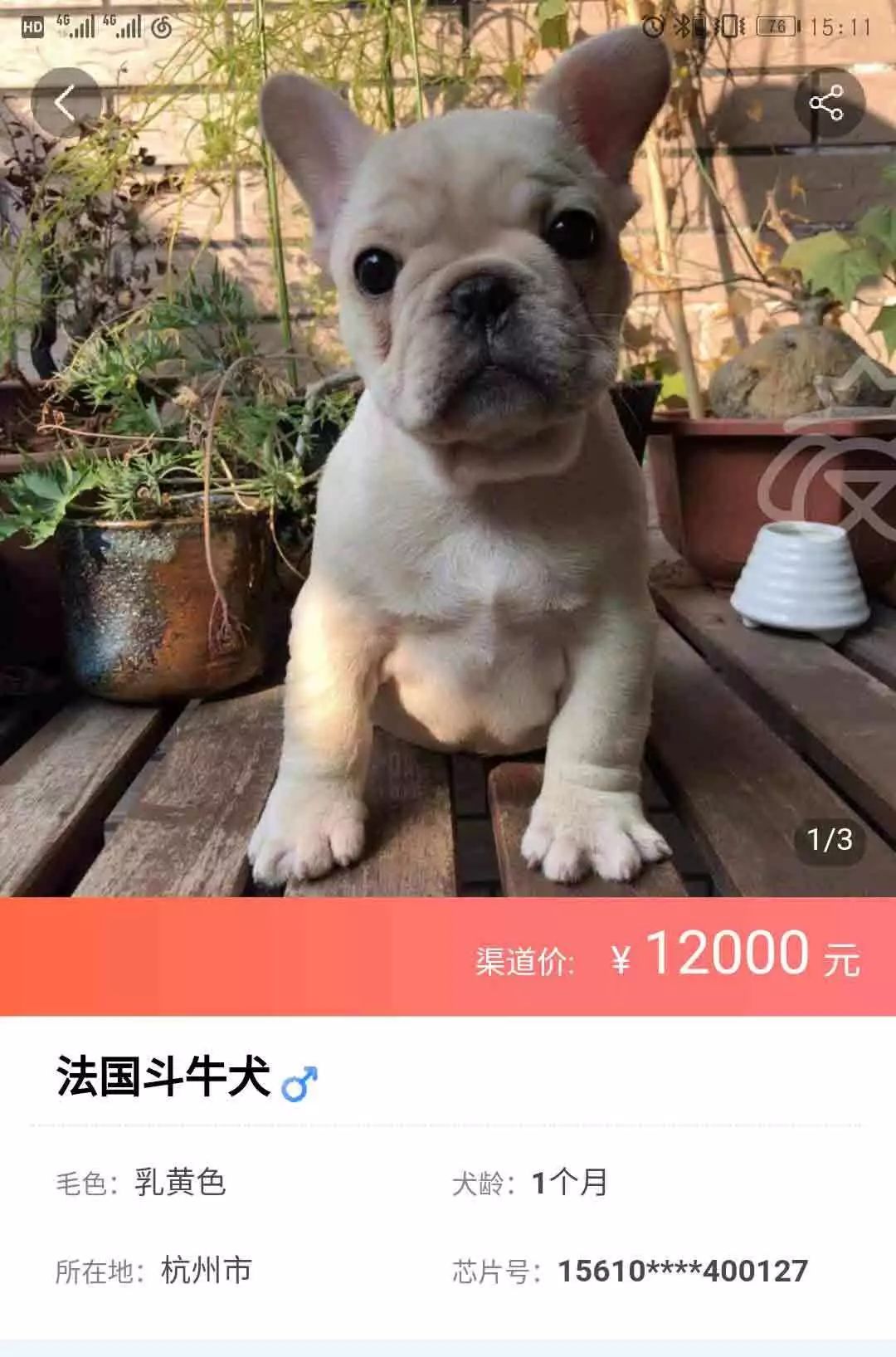 繁殖者最常说的一句话：”好狗不便宜。“-2.jpeg