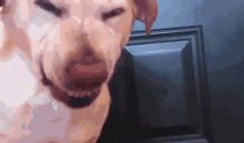 那些狗狗犯错后的套路-3.gif