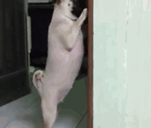 那些狗狗犯错后的套路-5.gif