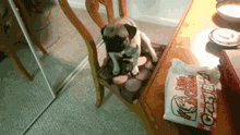 那些狗狗犯错后的套路-7.gif