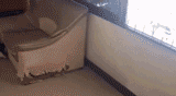 那些狗狗犯错后的套路-6.gif