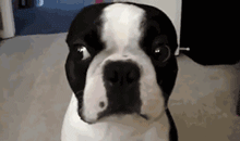 那些狗狗犯错后的套路-8.gif