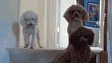 那些狗狗犯错后的套路-9.gif
