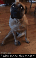 那些狗狗犯错后的套路-10.gif