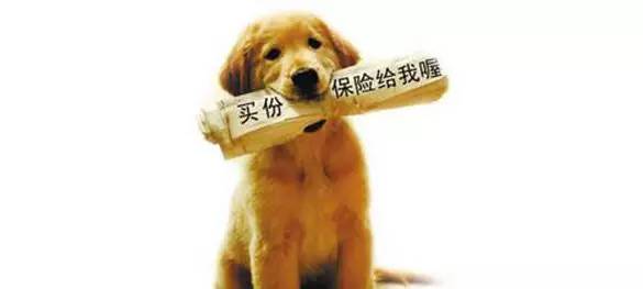 【宠爱保健康医疗保险】重磅登场！一切惊喜尽在本部展-18.jpeg