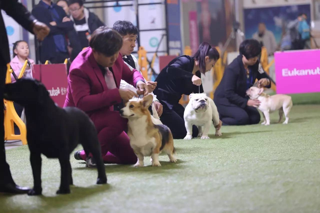 【宠爱堡专访】秦天、董平先生谈牵犬师资格考试和精英赛-2.jpeg
