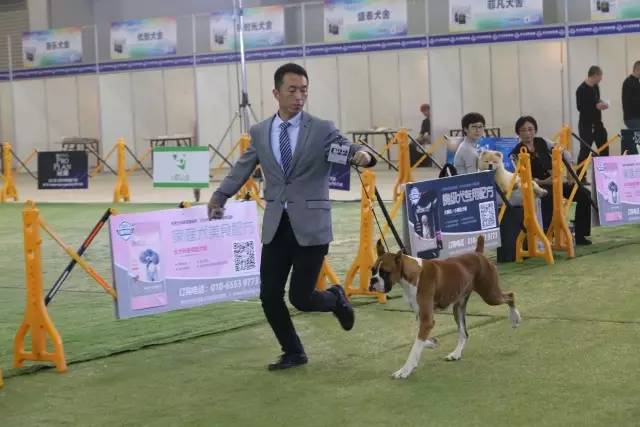 【宠爱堡独家】本部展第一时间现场报道！海量图片大放送-10.jpeg