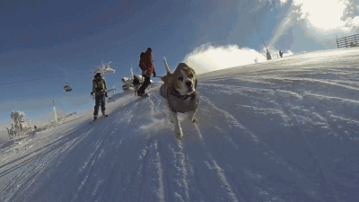 当狗狗学会滑雪-2.gif