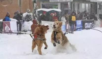 当狗狗学会滑雪-5.jpeg