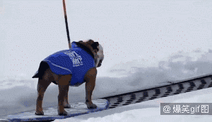 当狗狗学会滑雪-9.gif