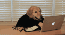有人问我，你除了养狗还会干什么？-3.gif