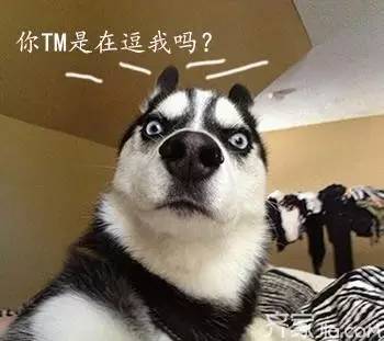 有人问我，你除了养狗还会干什么？-2.jpeg