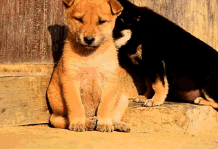 有人问我，你除了养狗还会干什么？-5.gif