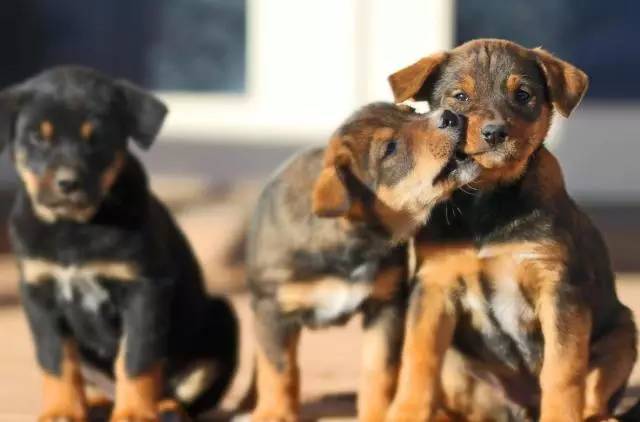 犬业市场混乱，狗狗交易坑太多！【宠爱视角】-3.jpeg