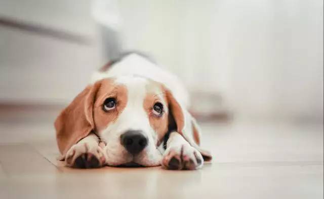 犬业市场混乱，狗狗交易坑太多！【宠爱视角】-6.jpeg
