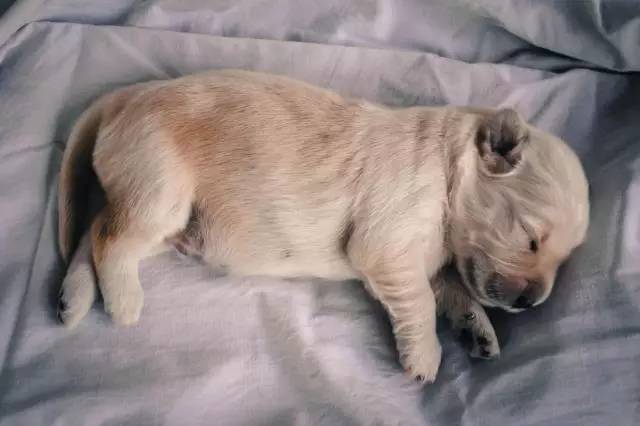 犬业市场混乱，狗狗交易坑太多！【宠爱视角】-7.jpeg