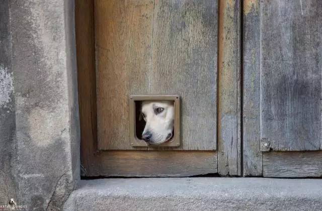 犬业市场混乱，狗狗交易坑太多！【宠爱视角】-8.jpeg