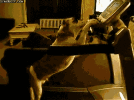 当狗狗遇上跑步机，你确定是来健身的吗？-3.gif