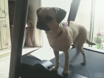 当狗狗遇上跑步机，你确定是来健身的吗？-8.gif
