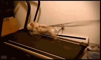 当狗狗遇上跑步机，你确定是来健身的吗？-6.gif