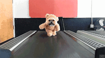 当狗狗遇上跑步机，你确定是来健身的吗？-7.gif