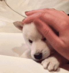 ​一个爱狗的人终于养到狗了是怎样的体验？-8.gif