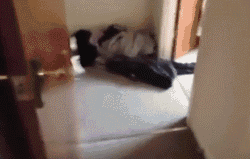 ​一个爱狗的人终于养到狗了是怎样的体验？-10.gif