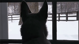 ​一个爱狗的人终于养到狗了是怎样的体验？-14.gif