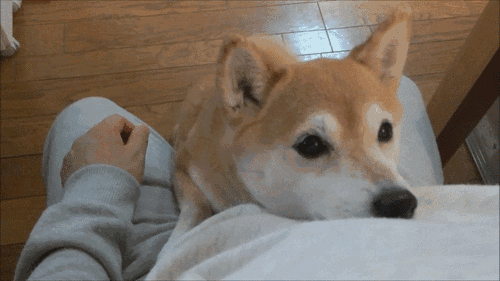 ​一个爱狗的人终于养到狗了是怎样的体验？-15.gif