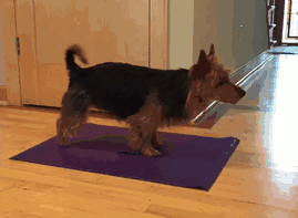 跟狗比瑜伽，人类就是渣-3.gif