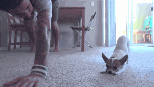 跟狗比瑜伽，人类就是渣-5.gif