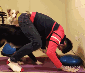 跟狗比瑜伽，人类就是渣-14.gif