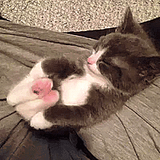 跟狗比瑜伽，人类就是渣-23.gif
