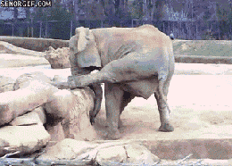 跟狗比瑜伽，人类就是渣-27.gif