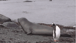 跟狗比瑜伽，人类就是渣-28.gif