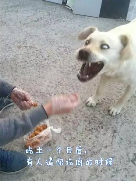 原来汪星人的表情还能这样解读-2.jpeg