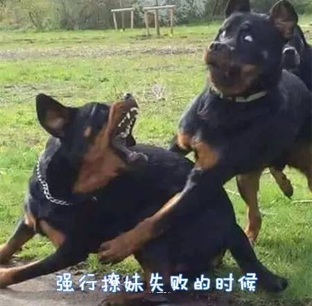 原来汪星人的表情还能这样解读-3.jpeg