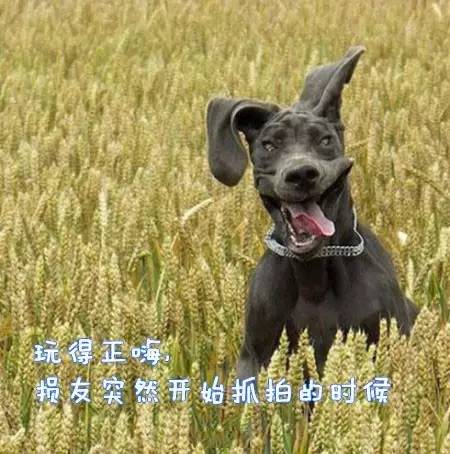原来汪星人的表情还能这样解读-9.jpeg