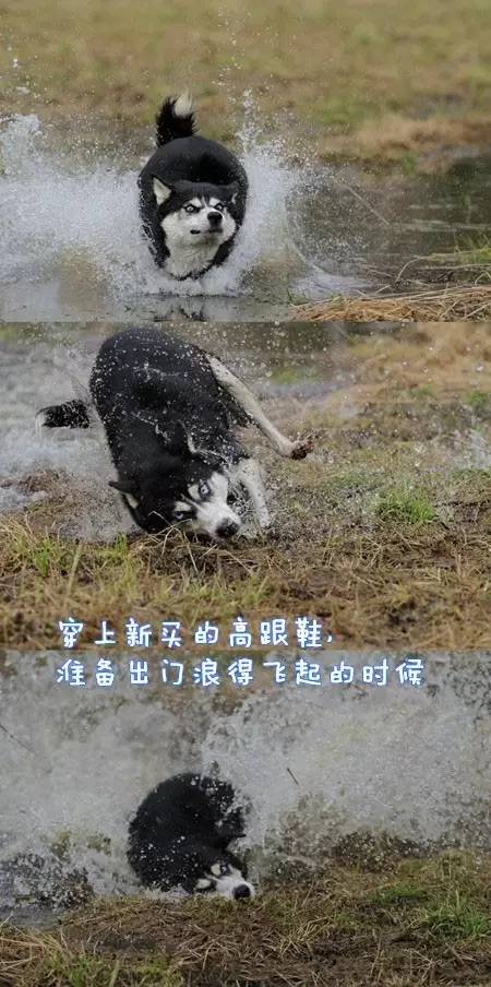 原来汪星人的表情还能这样解读-10.jpeg