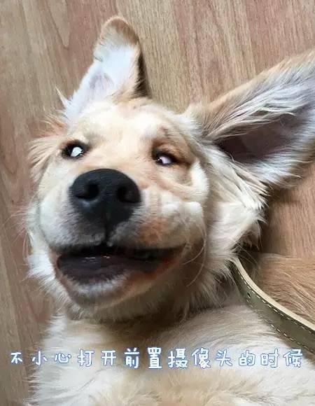 原来汪星人的表情还能这样解读-8.jpeg