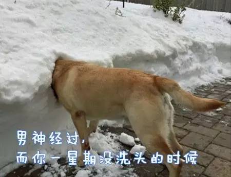 原来汪星人的表情还能这样解读-7.jpeg