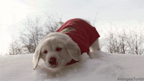 怎么穿衣服才能不被冻成狗？｜宠爱知识-5.gif