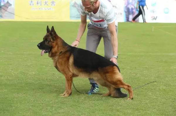 [CSV编辑部]牵犬手养成指南-7.jpeg