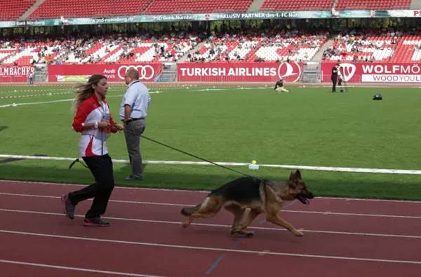 [CSV编辑部]牵犬手养成指南-13.jpeg