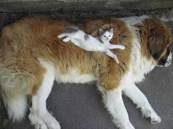 14张图告诉你，狗和猫也可以成为好朋友-11.jpeg