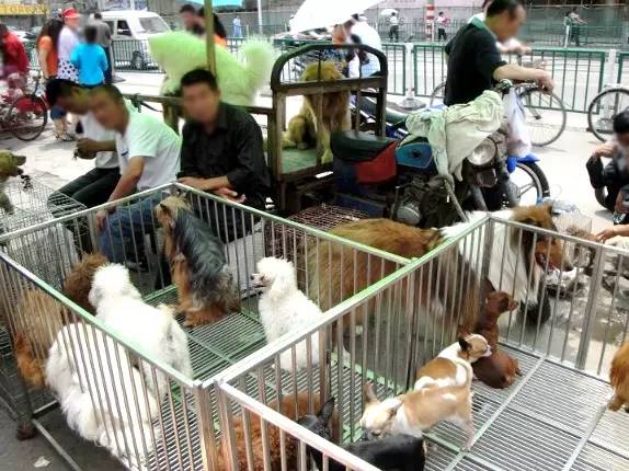 小心！买狗，不要掉在坑里｜宠爱视角-6.jpeg