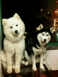 超可爱狗狗！但长大之后...-2.gif